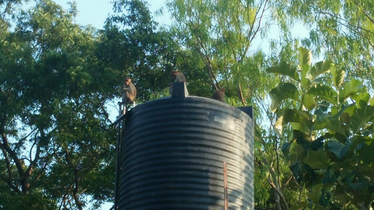 Colluding animals